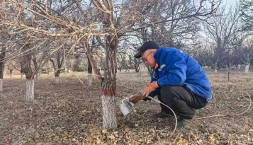 阳原收费站：冬季树木刷白 “穿冬衣”护绿越冬保安全